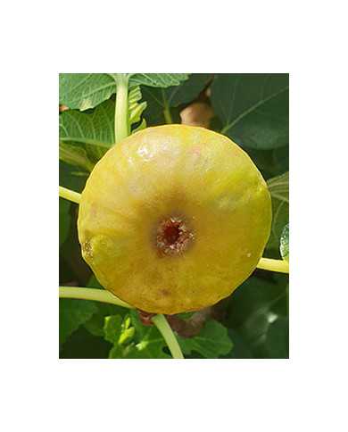 biofeigenbaumcerretto