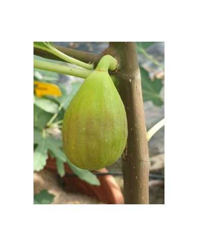 biofeigenbaumchetoui