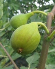 Bio Feigenbaum Chetoui (***) Bio Feigenbaum Chetoui (***)