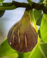 biofeigenbaumcoldedamenoir