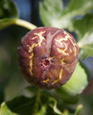 Bio Feigenbaum Col de Dame Noir (**)