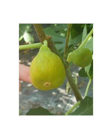 biofeigenbaumcolummarobianco