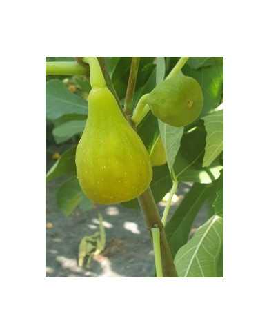 Bio Feigenbaum Colummaro bianco (*)