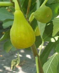 Bio Feigenbaum Colummaro bianco (*)