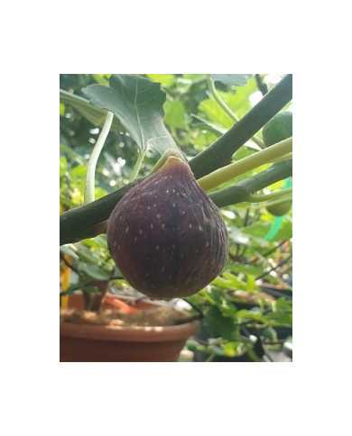 biofeigenbaumcolummaronero