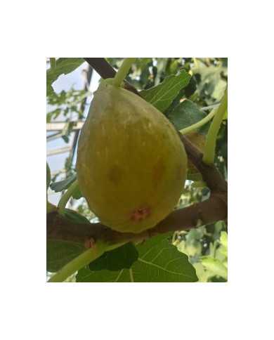 Bio Feigenbaum Contessina