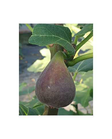 Bio Feigenbaum Dannys Delight (*)