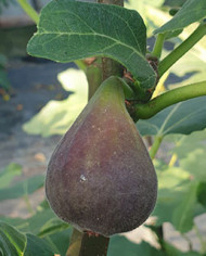 Bio Feigenbaum Dannys Delight (*) Bio Feigenbaum Dannys Delight (*)