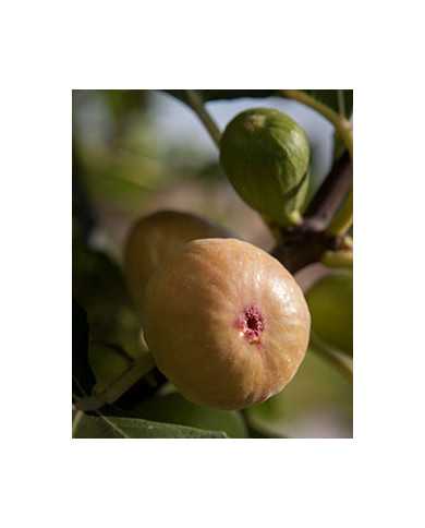 Bio Feigenbaum Dorée
