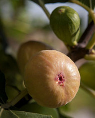 Bio Feigenbaum Dorée