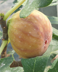 Bio Feigenbaum Dorée