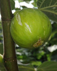 biofeigenbaumdottato