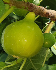 Bio Feigenbaum Dottato (*)