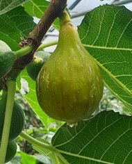 Bio Feigenbaum Dottato (*)