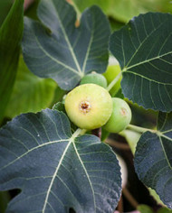 Bio Feigenbaum Dottato (*)