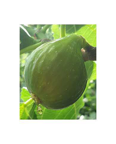 Bio Feigenbaum Dottato (*)