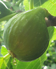 Bio Feigenbaum Dottato (*)