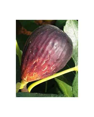 biofeigenbaumearlyblack