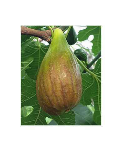 biofeigenbaumearlydark