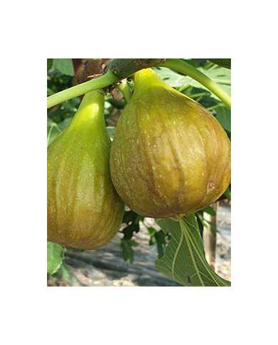 Bio Feigenbaum Early Dark (*)