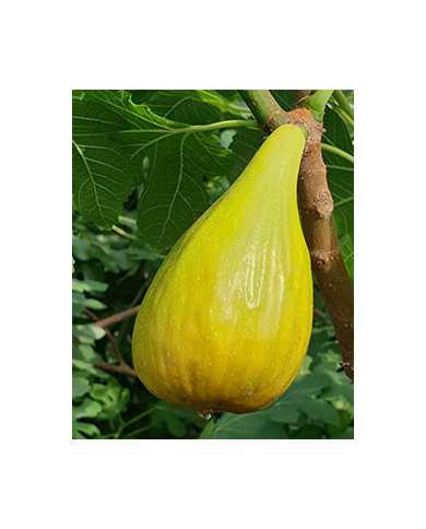 Bio Feigenbaum Early Dark (*)