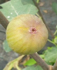 biofeigenbaumesbjerg biofeigenbaumesbjerg