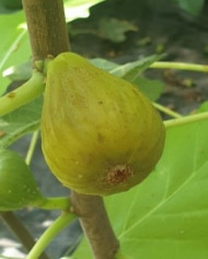 Bio Feigenbaum Esbjerg (*)