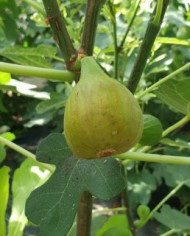 Bio Feigenbaum Esbjerg (*)