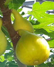 biofeigenbaumexcel biofeigenbaumexcel