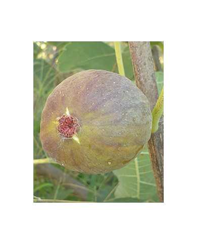 biofeigenbaumfehmarn