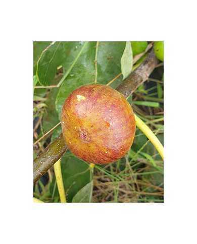 Bio Feigenbaum Fehmarn (*)