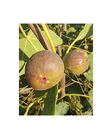 Bio Feigenbaum Fehmarn (*)