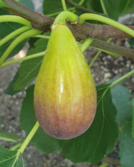 biofeigenbaumfigomorodacaneva