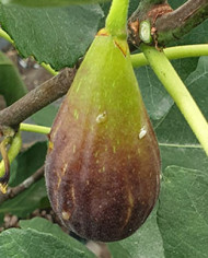 Bio Feigenbaum Figo moro da Caneva (**)