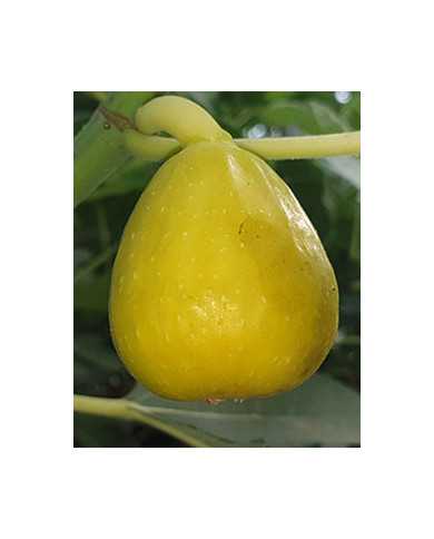 Bio Feigenbaum Filacciano (*)