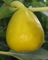 Bio Feigenbaum Filacciano (*)