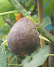 Bio Feigenbaum Florea (*)