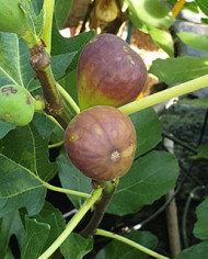 Bio Feigenbaum Florea (*)