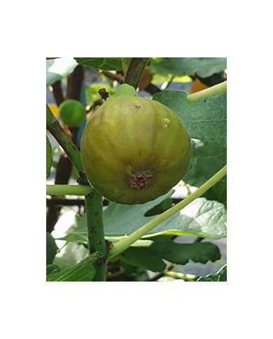 biofeigenbaumfrancesca