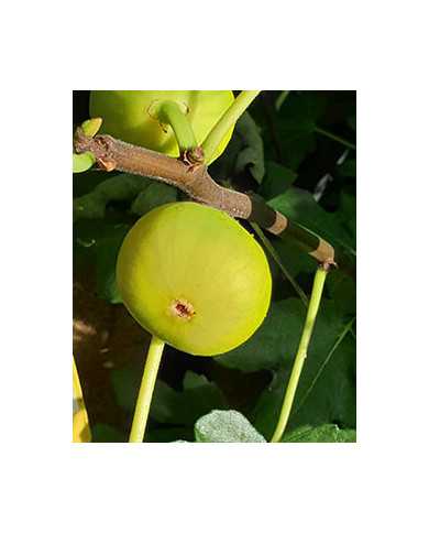 biofeigenbaumgalluzzobianco