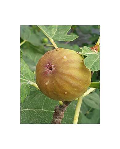 biofeigenbaumgilette