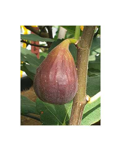 Bio Feigenbaum Gino's Black (**)