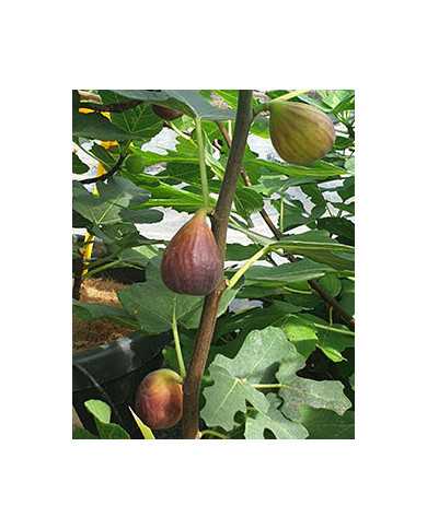 Bio Feigenbaum Gino's Black (**)