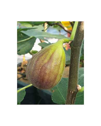 Bio Feigenbaum Gino's Black (**)