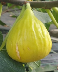 biofeigenbaumgoldenriverside biofeigenbaumgoldenriverside