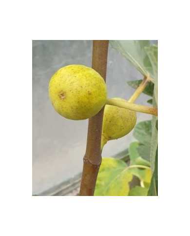 Bio Feigenbaum Goutte d'Or Carpentras (**)