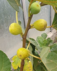 Bio Feigenbaum Goutte d'Or Carpentras (**) Bio Feigenbaum Goutte d'Or Carpentras (**)