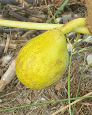 Bio Feigenbaum Goutte d'Or Carpentras (**) Bio Feigenbaum Goutte d'Or Carpentras (**)