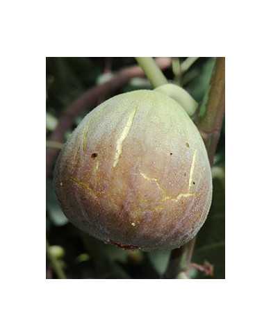 biofeigenbaumgrisedesaint-jean