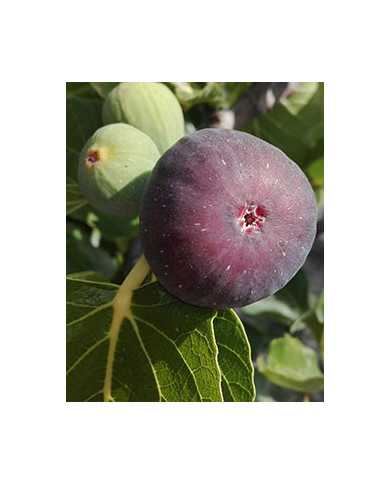 biofeigenbaumgriseolivette